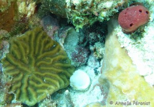 Malendure - îlet Pigeon     